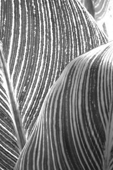 Abstract patterns of the leaves of a tropical plant in black and white                               