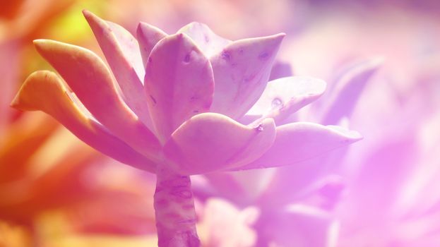 An abstract colorful view  of a lotus shaped cactus plant in a garden