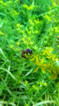 A honeybee helping in polliniion on a yellow wild flower in the Indian tropics.                               