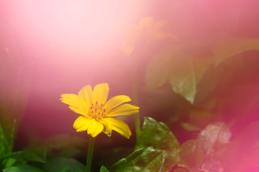 A yellow small tropical flower in the wild tropical forests in India