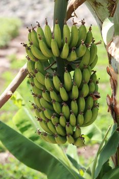 A bunch of non-ripe bananas hanging on a plant in the Indian tropics.