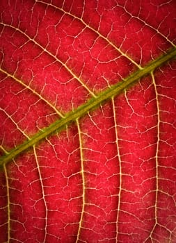 abstract background or texture blood red tree leaf