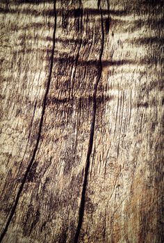 abstract background or texture Two cracks on an old tree trunk