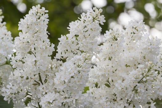 beautiful lilac with white flowers in spring, close-up, outdoors