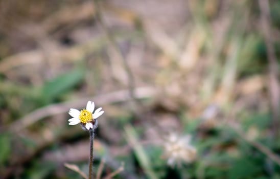 Small white flower againsr blurred background