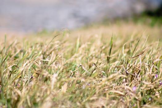 selective focus of blades of grass