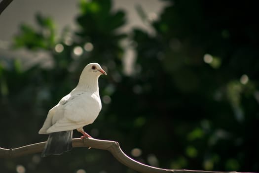 Sunlit white dove on a tree branch