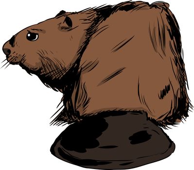 Illustration of rear view of single brown beaver with long wide tail