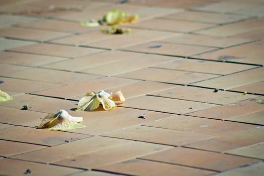 Yellow flowers fallen on the ground