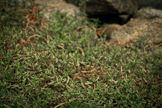 green bryophites on the rock