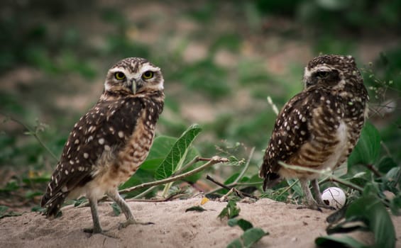 two burrowing owls on the sand with green vegetation