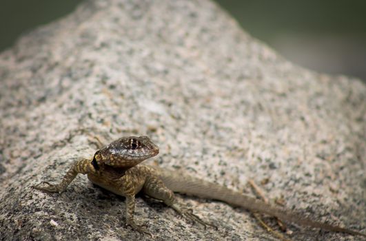 Gecko lizard on the rock