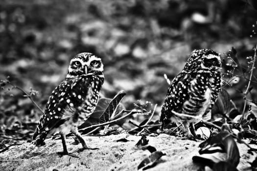 Couple of burrowing owls in black and white