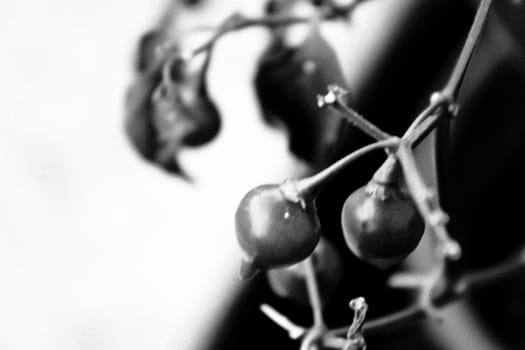 Close-up of peppers in black and white
