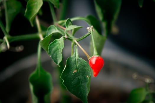 Sunlit red pepper and plant