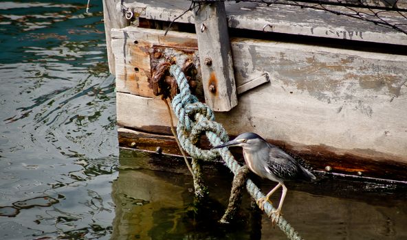 Striated heron near tied boat