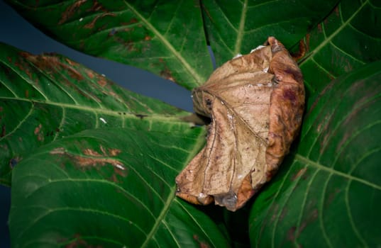 Dry brown leaf on green leaves
