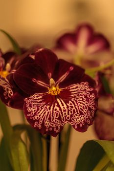 Macro of the deep pink pattern on a pansy orchid Miltoniopsis background in spring.