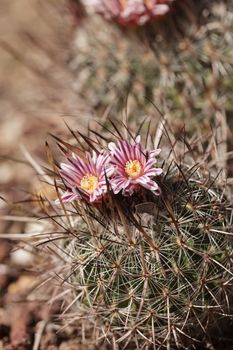 White, pink and yellow cactus flower, Stenocactus crispatus, Echinofossulocactus blooms in a desert garden in Mexico