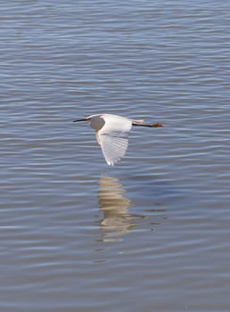 Great egret bird, Ardea alba, flies over water across the upper Newport bay in Newport Beach, California, United States.