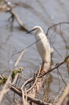 Great egret bird, Ardea alba, stands in a salt marsh in the upper Newport bay in Newport Beach, California, United States.