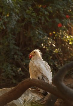 Egyptian vulture, Neophron percnopterus, is also known as the pharaoh’s chicken and the white scavenger vulture. This bird is a carnivore found in dry climates.
