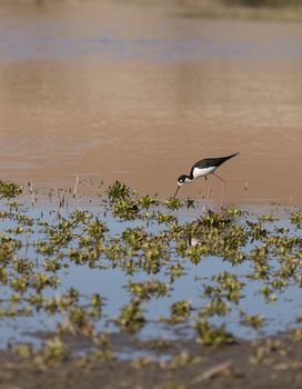 Black-necked stilt, Himantopus mexicanus, shore bird in spring, fishing in a marsh pond in Irvine, California, United States.