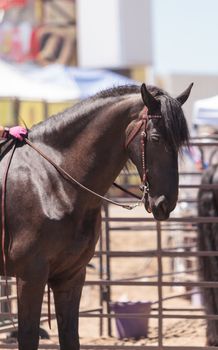 Brown friesian horse standing in the barnyard of a farm