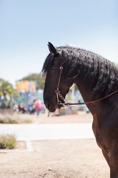 Brown friesian horse standing in the barnyard of a farm