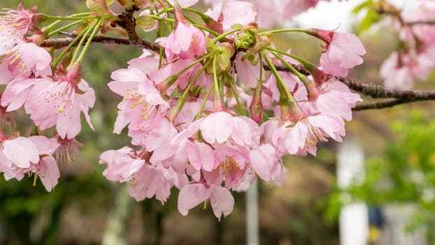 The close up of pink sakura flower branch (cherry blossom).