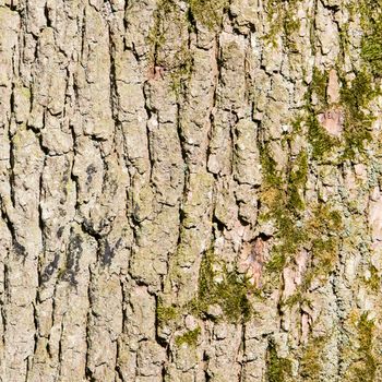 Huge oak bark as background, close up