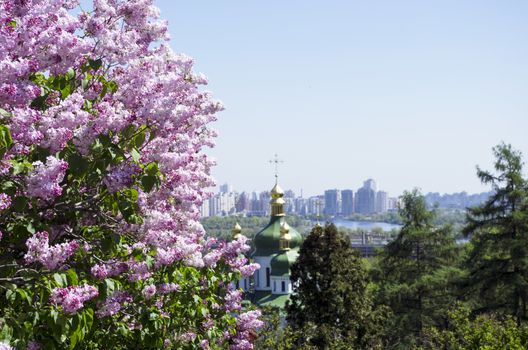 blooming lilacs in the botanical garden, Kiev, Ukraine