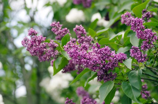 Blooming lilac flowers. Abstract background. Macro photo. 