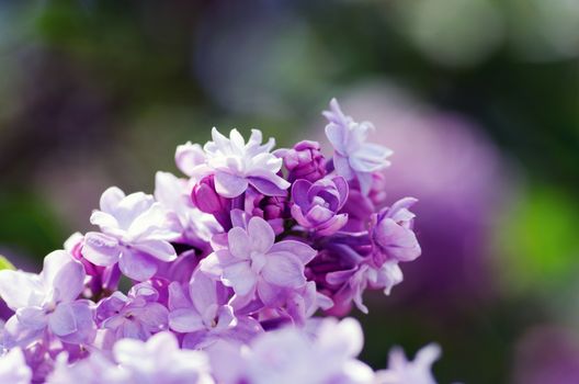 Blooming lilac flowers. Abstract background. Macro photo. 