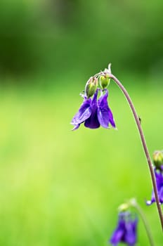 close-up of beautiful bell flowers in the forest