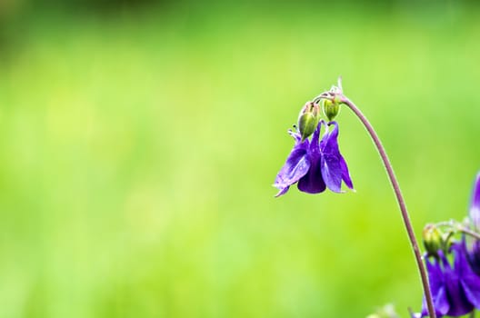 close-up of beautiful bell flowers in the forest