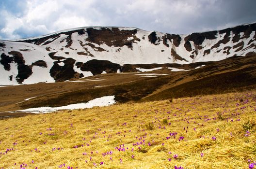 Spring, summer, mountain ranges are covered by a carpet of beautiful flowers- crocuses
