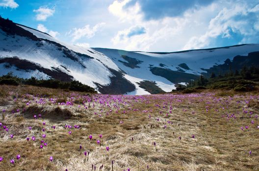 Spring, summer, mountain ranges are covered by a carpet of beautiful flowers- crocuses