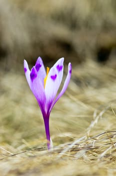 Spring crocus flowers on green natural background. Selective focus