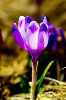 Spring crocus flowers on green natural background. Selective focus