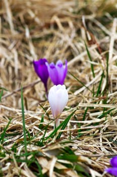 Spring crocus flowers on green natural background. Selective focus