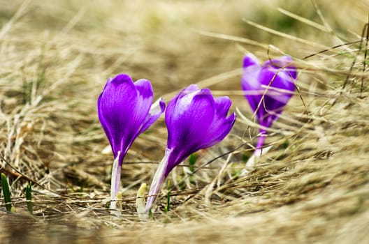 Spring crocus flowers on green natural background. Selective focus