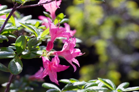 Pink flowers of a rhododendron close up