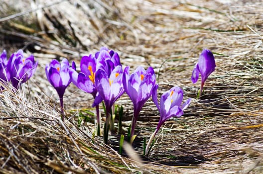 Spring crocus flowers on green natural background. Selective focus