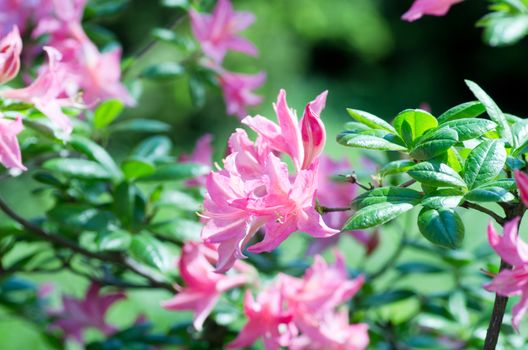 Pink flowers of a rhododendron close up