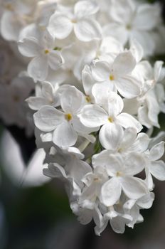 Blooming lilac flowers. Abstract background. Macro photo