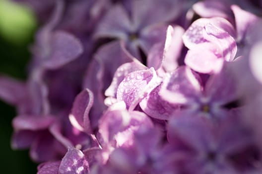 Blooming lilac flowers. Abstract background. Macro photo