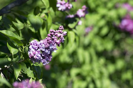 Blooming lilac flowers over natural backgroun