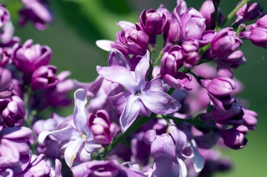 Blooming lilac flowers. Abstract background. Macro photo