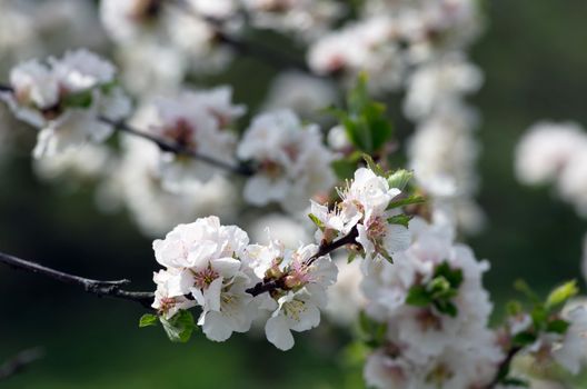 Beautiful Flower in spring. Natural background